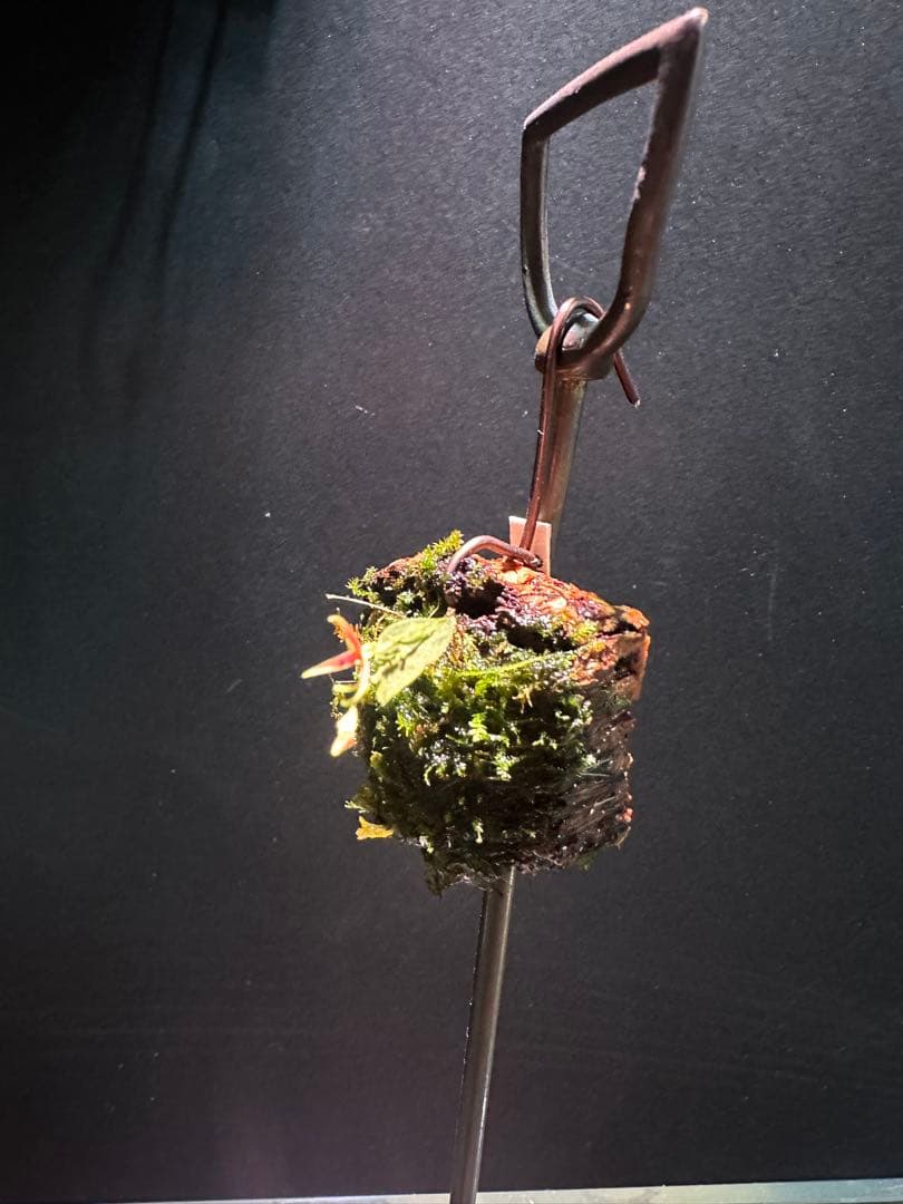 lepanthes scrotifera ミニチュアエクアドルラン原種レパンテス