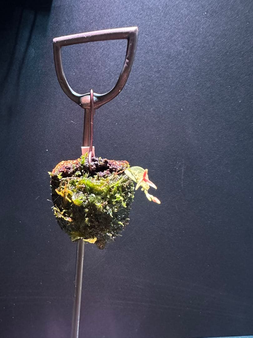 lepanthes scrotifera ミニチュアエクアドルラン原種レパンテス