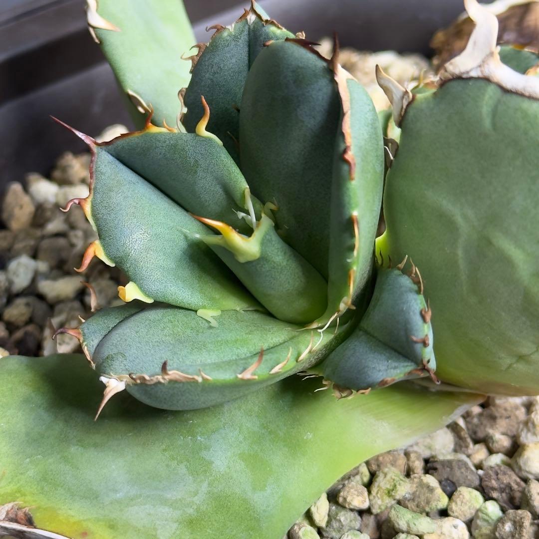 アガベ チタノタ クラウンイーグル 冠鷲 子株 LL - メルカリ