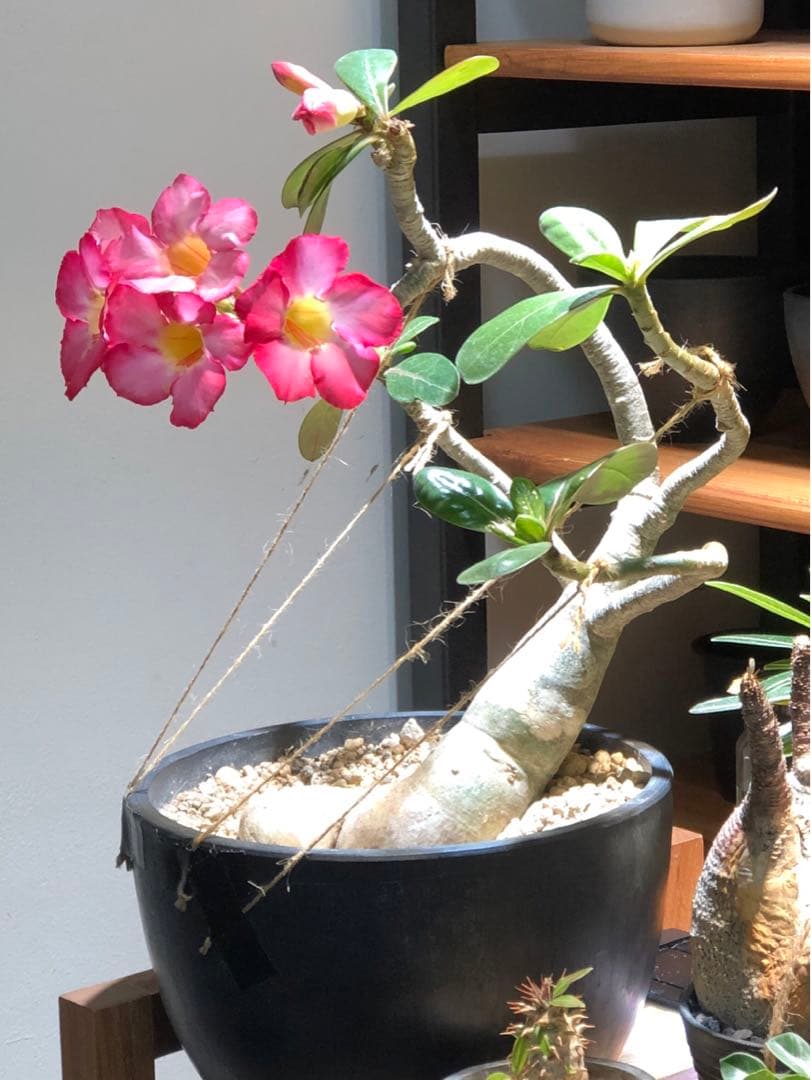 アデニウム アラビカム 盆栽仕立て 実生8年 - メルカリ