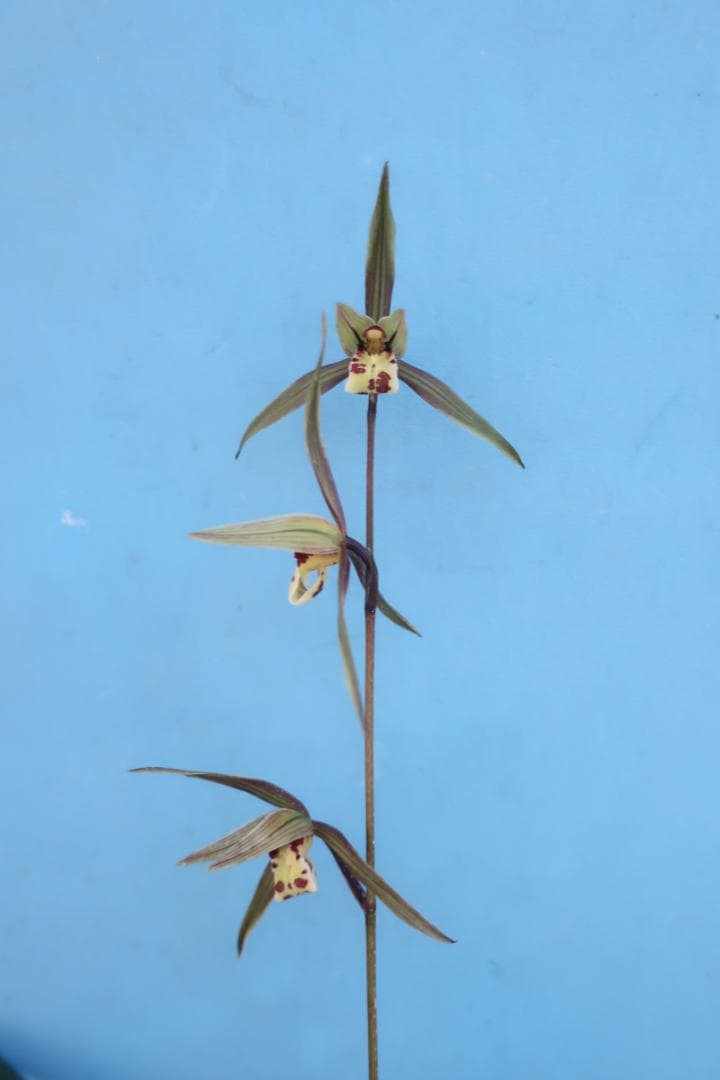 寒蘭-26030-4HG　36　日向の誉×力王