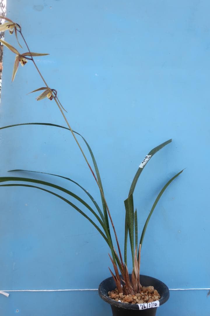 寒蘭-26030-4HG　36　日向の誉×力王