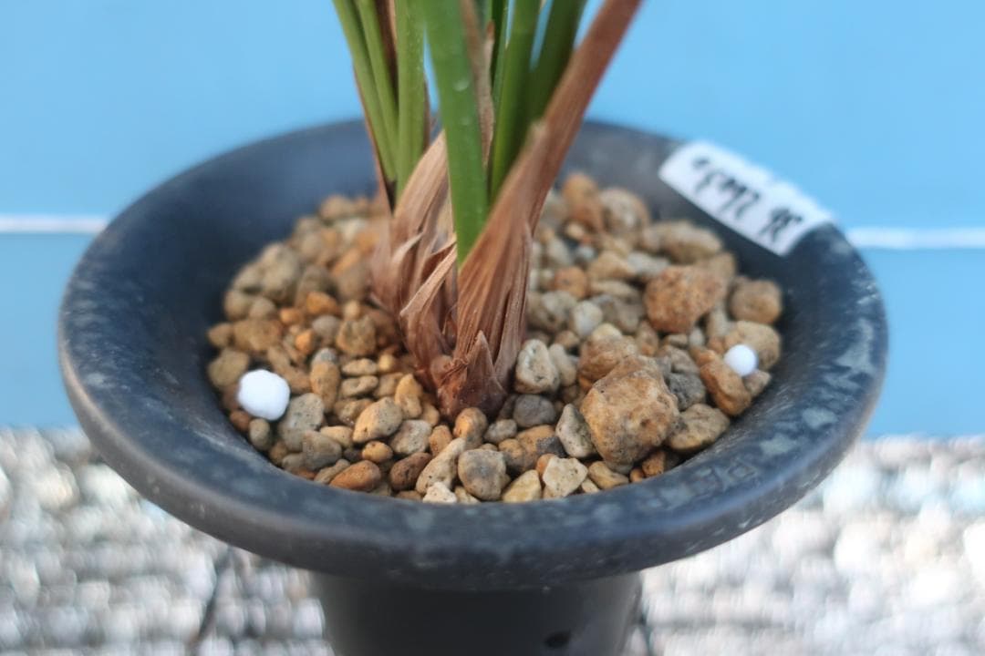 寒蘭-26030-4HG　36　日向の誉×力王