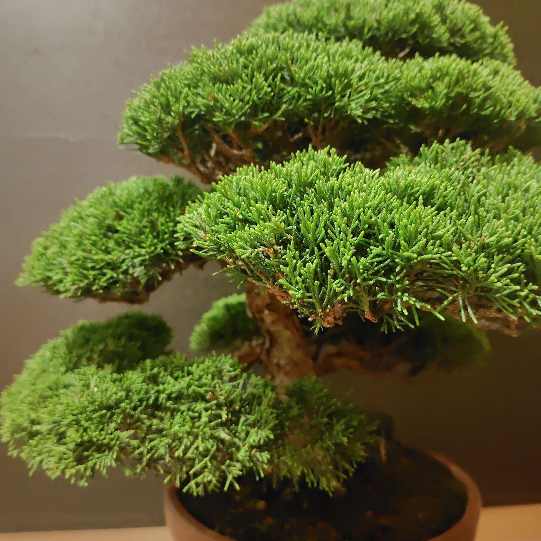 特選！糸魚川真柏素材！