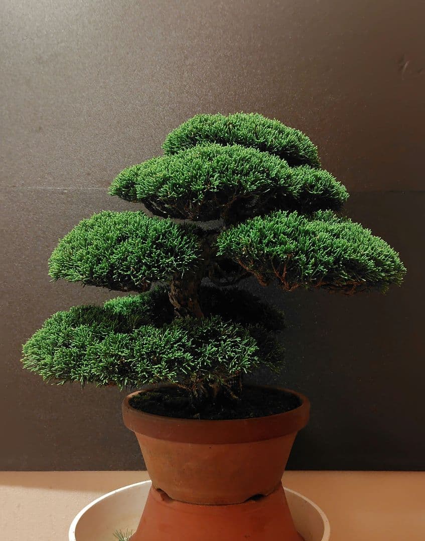 特選！糸魚川真柏素材！