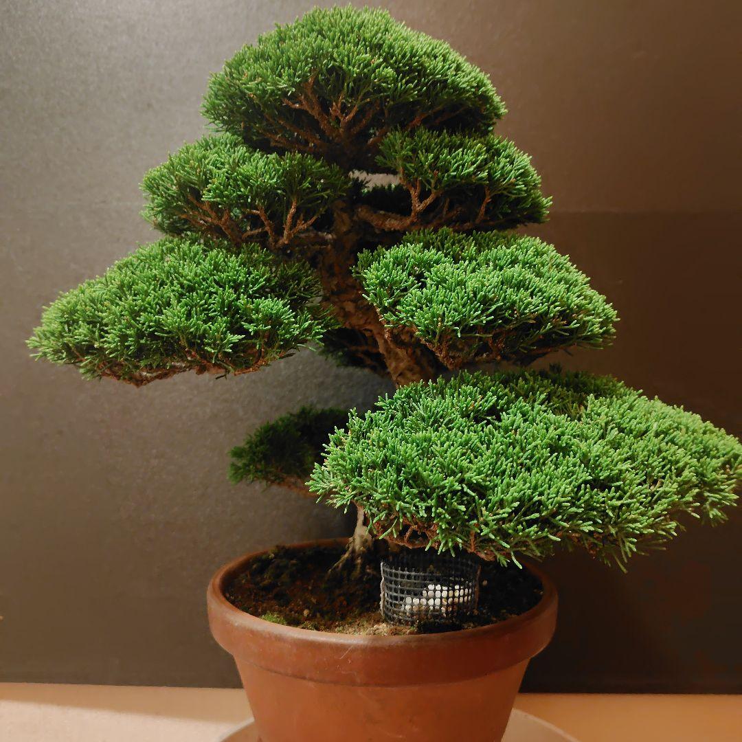 特選！糸魚川真柏素材！