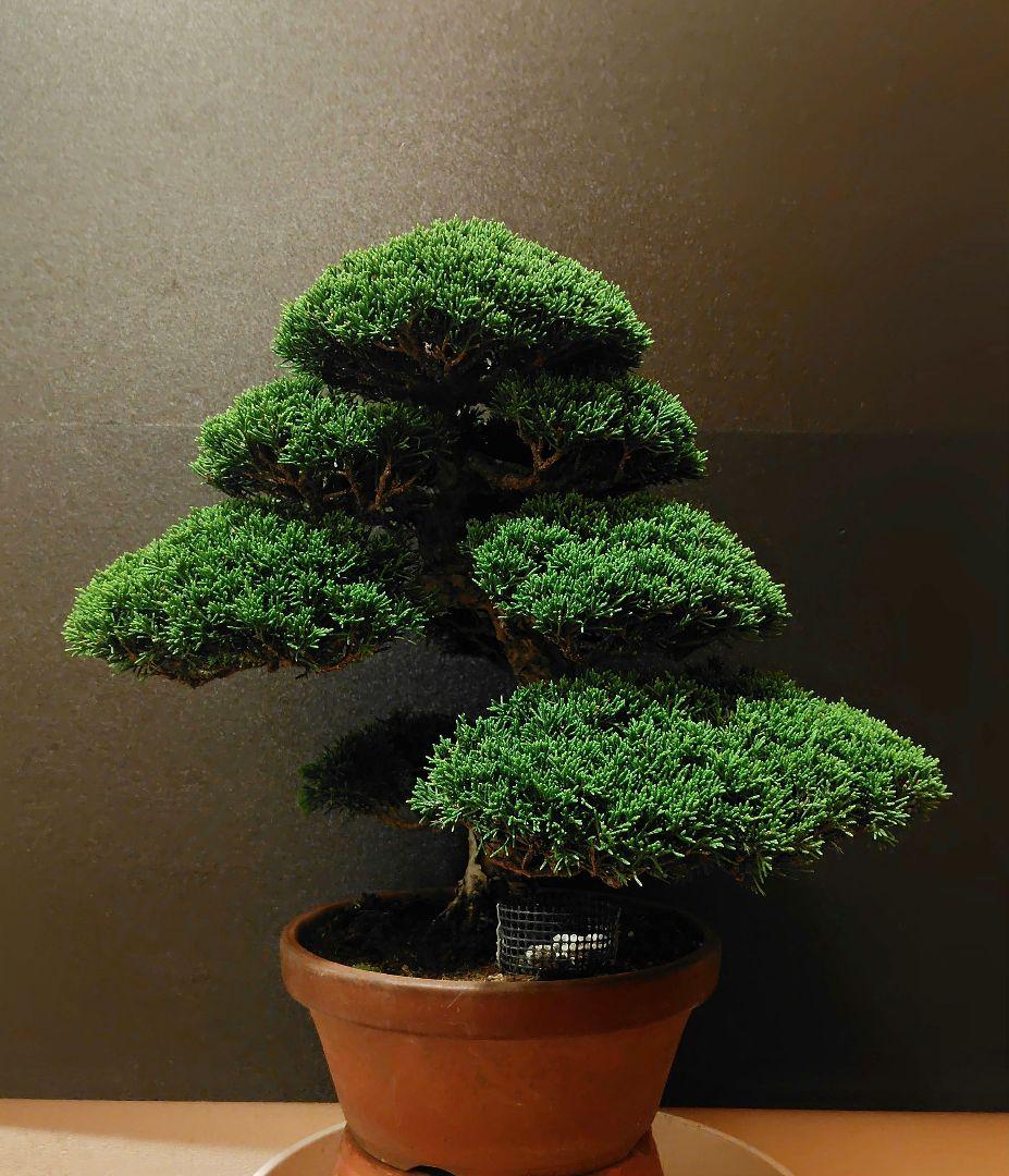 特選！糸魚川真柏素材！