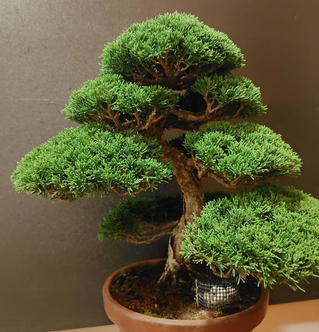 特選！糸魚川真柏素材！