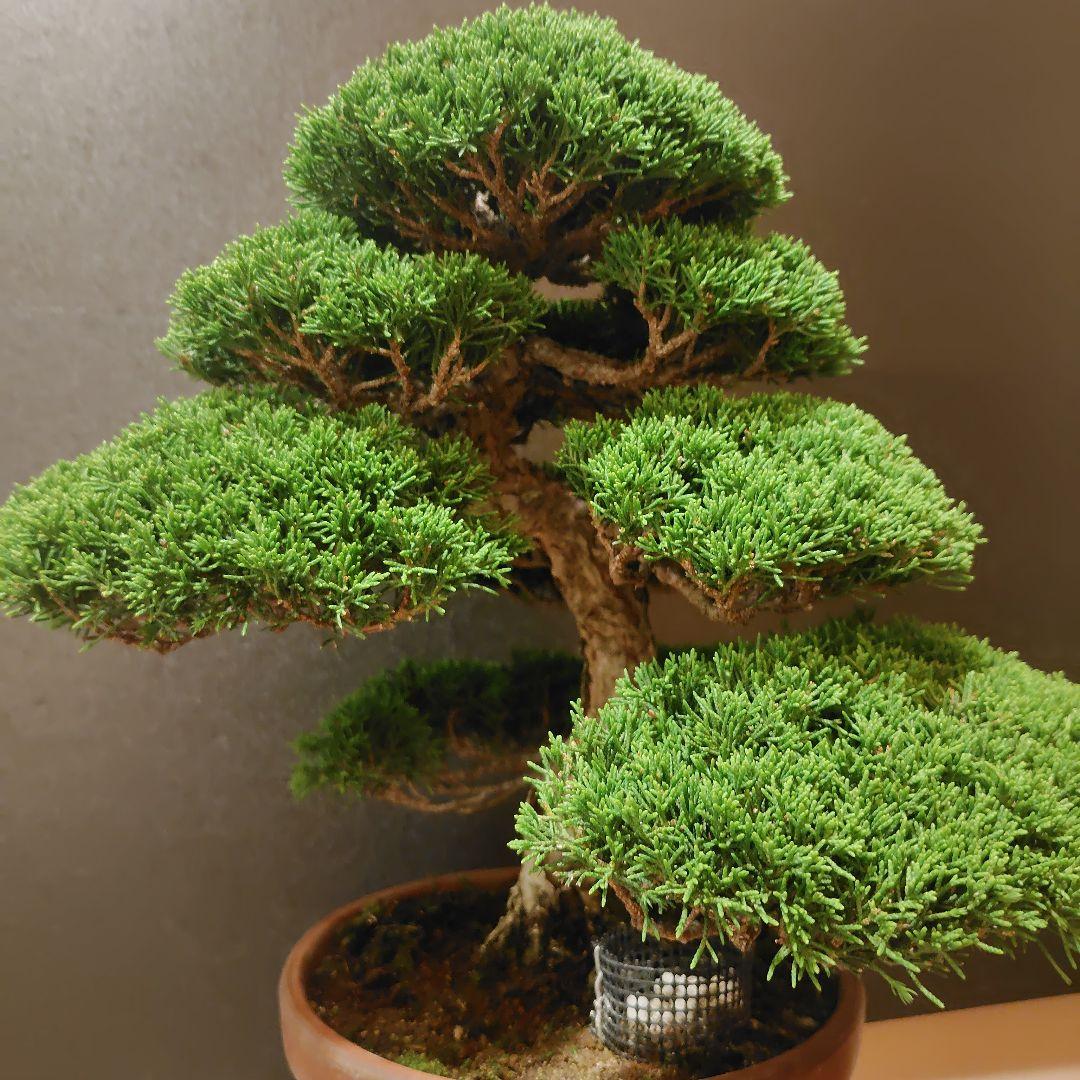 特選！糸魚川真柏素材！