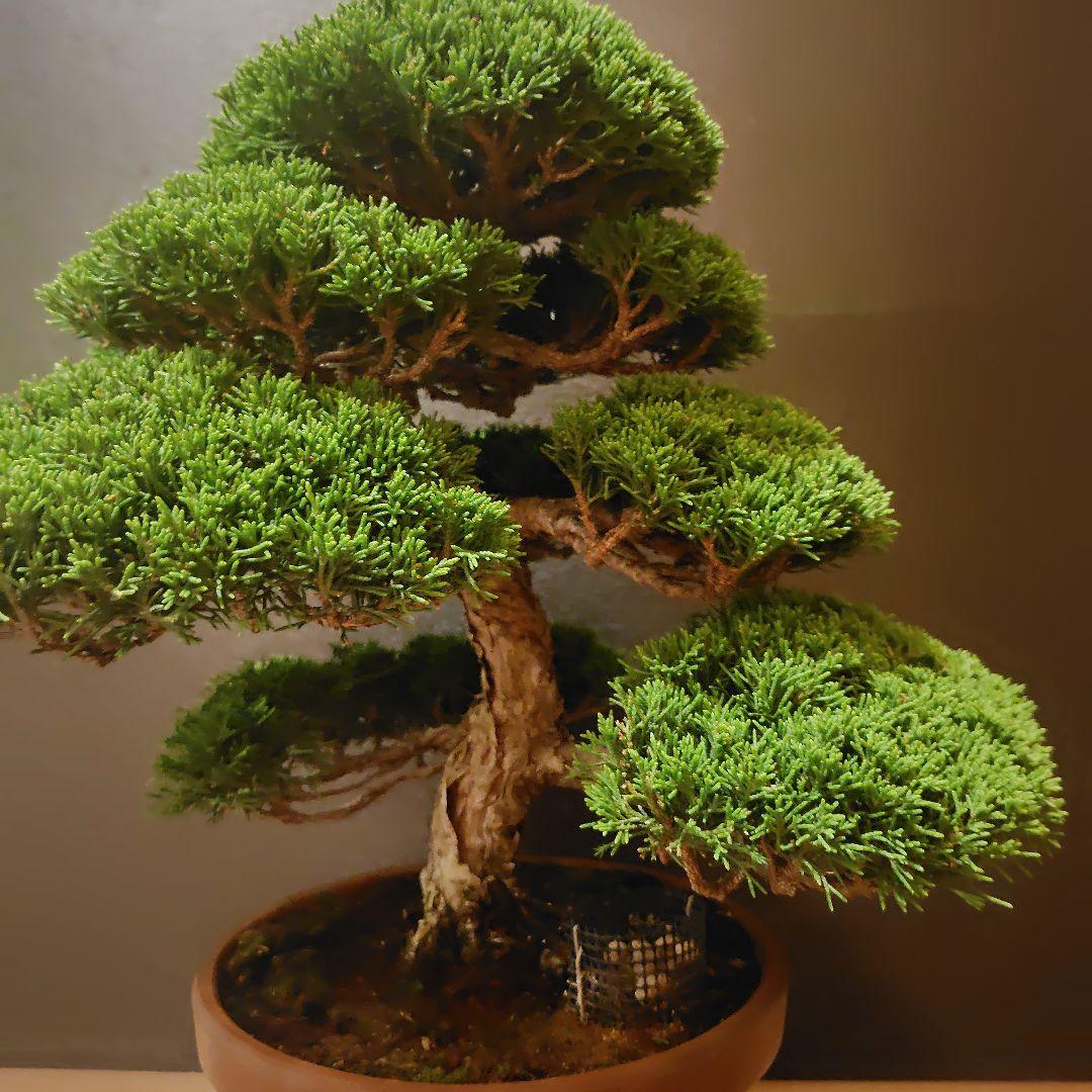 特選！糸魚川真柏素材！