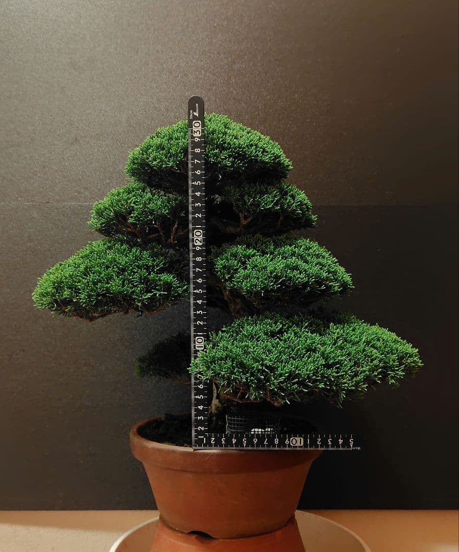 特選！糸魚川真柏素材！