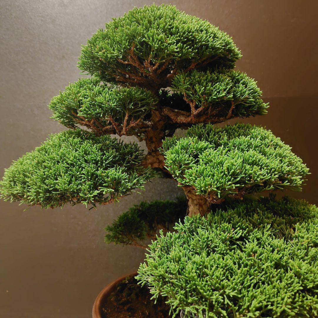 特選！糸魚川真柏素材！