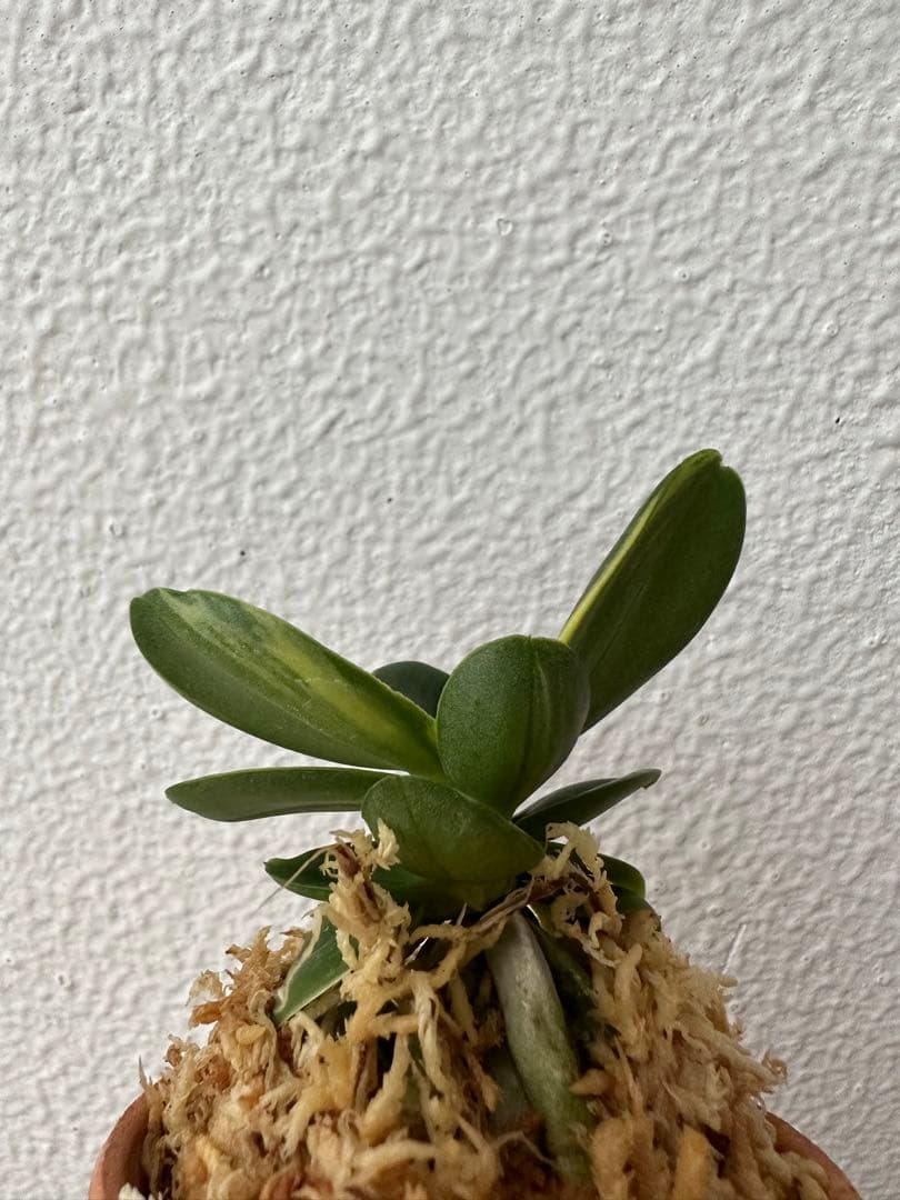 【 名護蘭 】希少過ぎる希少品‼️螺旋丸縞　296