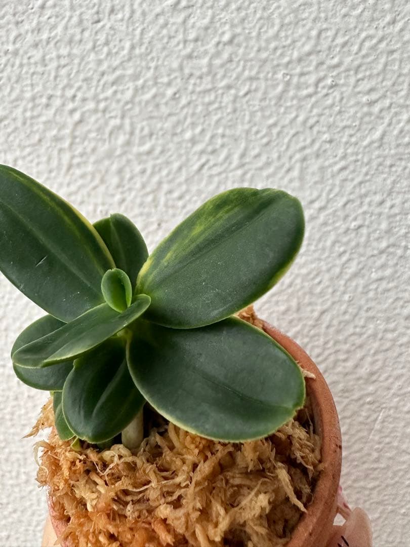 【 名護蘭 】希少過ぎる希少品‼️螺旋丸縞　296