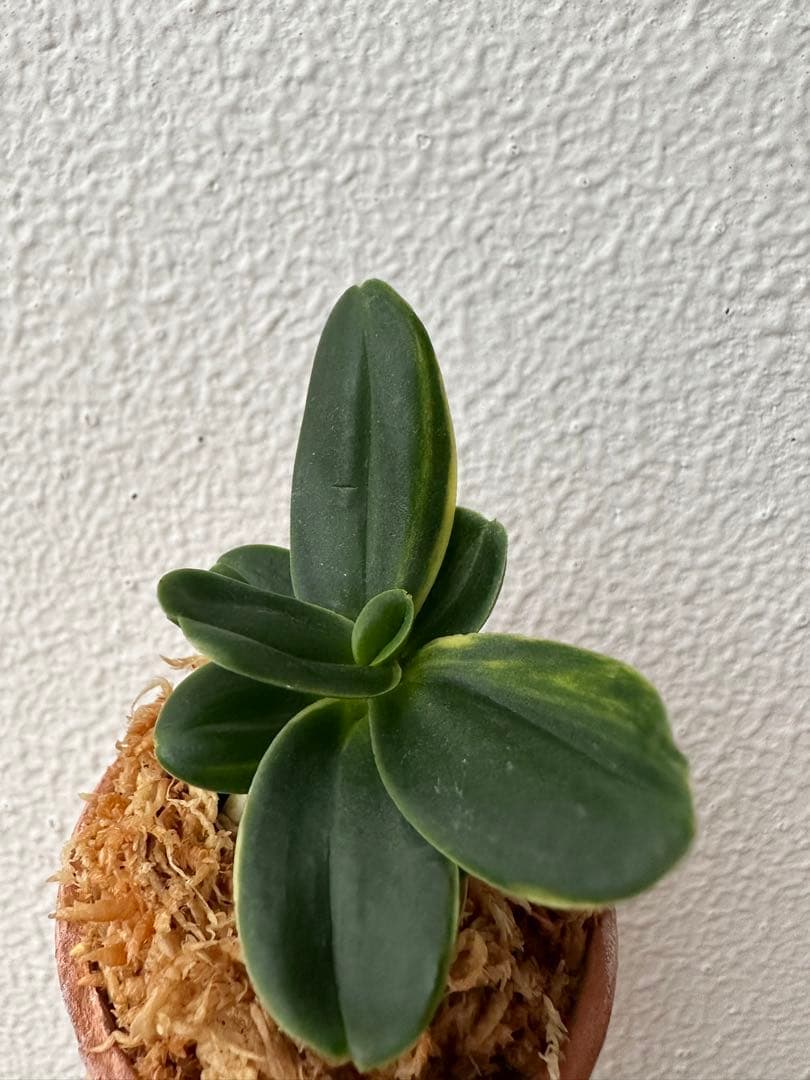 【 名護蘭 】希少過ぎる希少品‼️螺旋丸縞　296