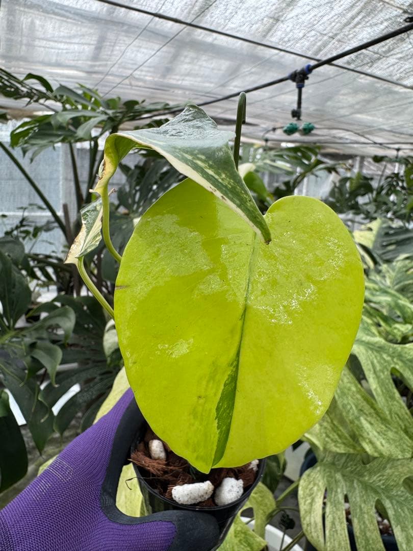 モンステラ イエローマリリン 黄斑入り 葉焼けしやすい 絶好の斑入りタイプ