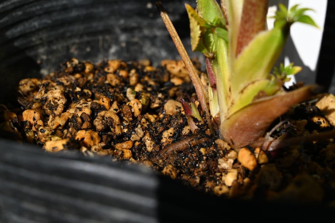 クリスマスローズ　認定キラメキ✩レッドゴールド　加藤農園