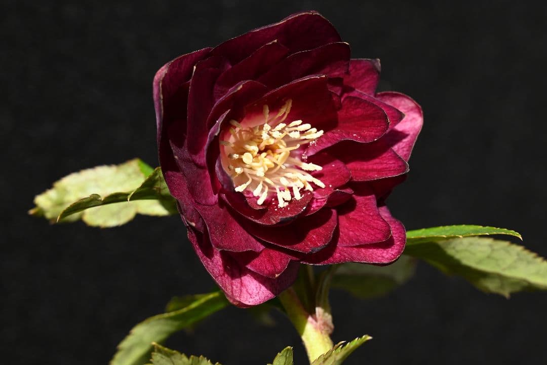 クリスマスローズ　認定キラメキ✩レッドゴールド　加藤農園