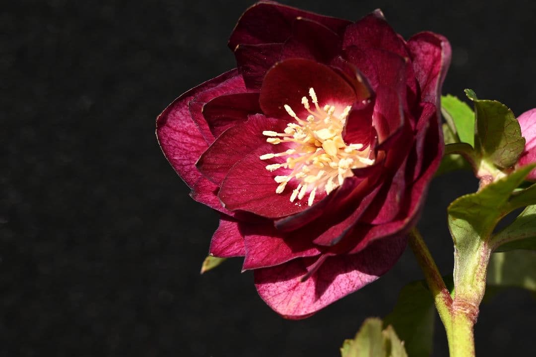 クリスマスローズ　認定キラメキ✩レッドゴールド　加藤農園