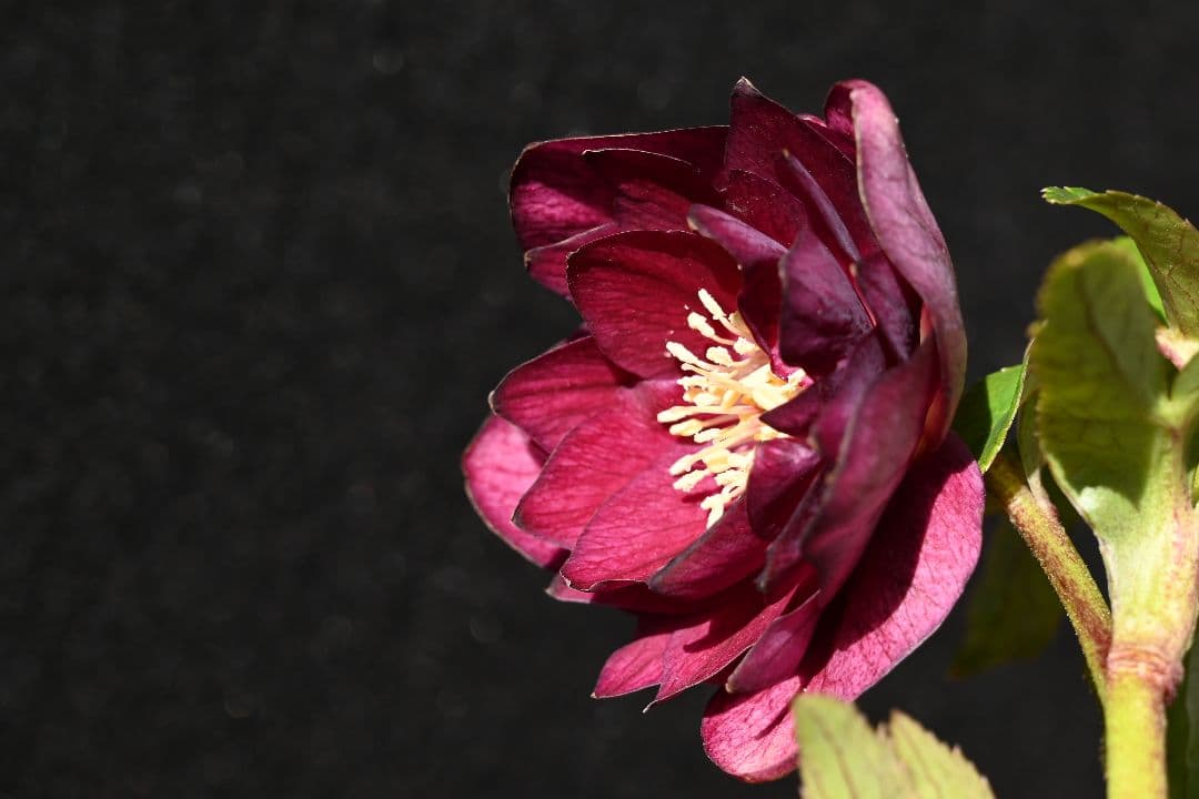 クリスマスローズ　認定キラメキ✩レッドゴールド　加藤農園