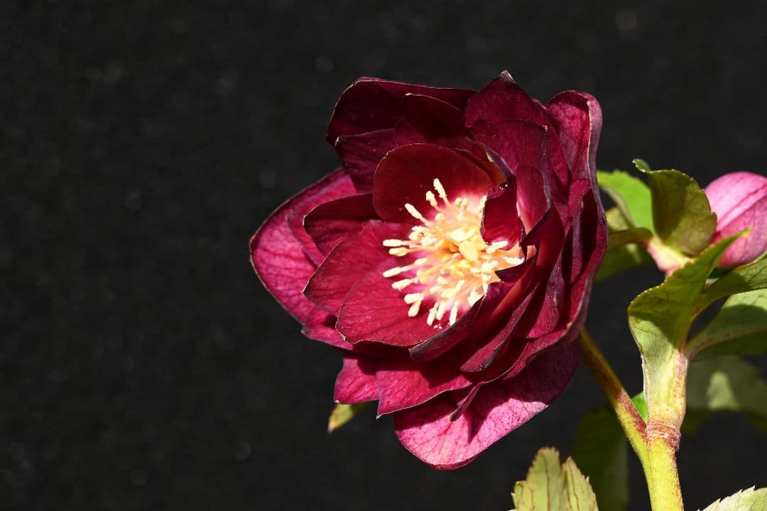 クリスマスローズ　認定キラメキ✩レッドゴールド　加藤農園