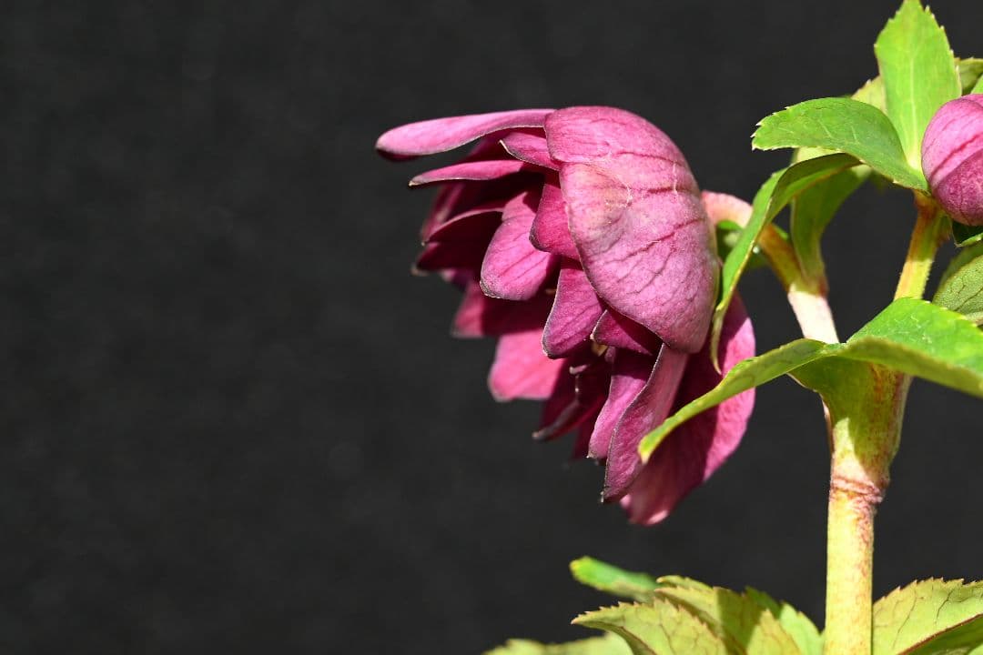 クリスマスローズ　認定キラメキ✩レッドゴールド　加藤農園