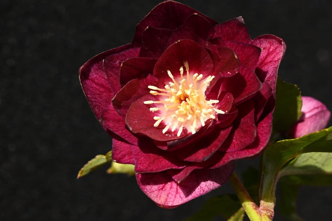 クリスマスローズ　認定キラメキ✩レッドゴールド　加藤農園