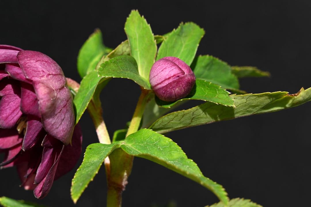 クリスマスローズ　認定キラメキ✩レッドゴールド　加藤農園