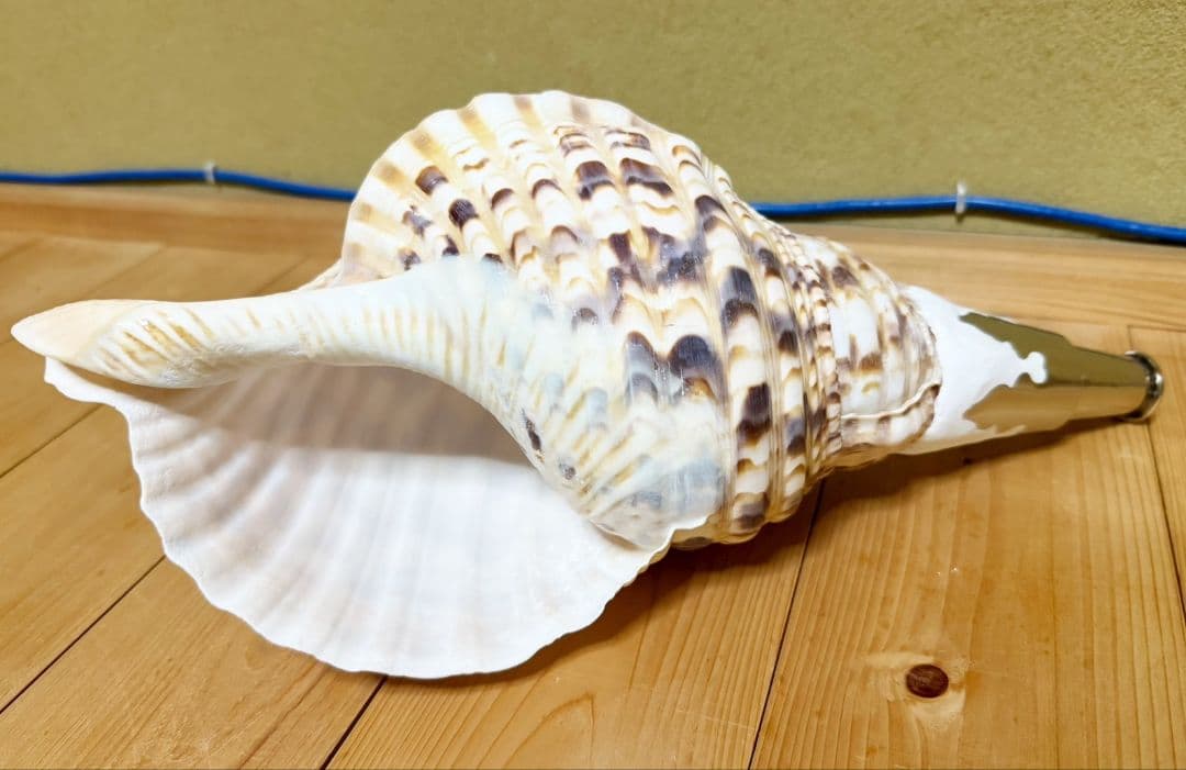 大型38㎝修験道法螺貝 山伏　密教　ほら貝　ホラガイ
