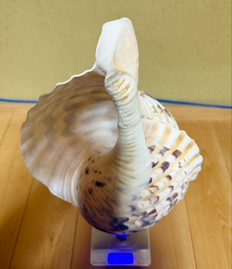 大型38㎝修験道法螺貝 山伏　密教　ほら貝　ホラガイ
