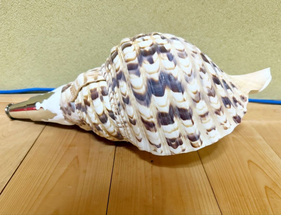 大型38㎝修験道法螺貝 山伏　密教　ほら貝　ホラガイ