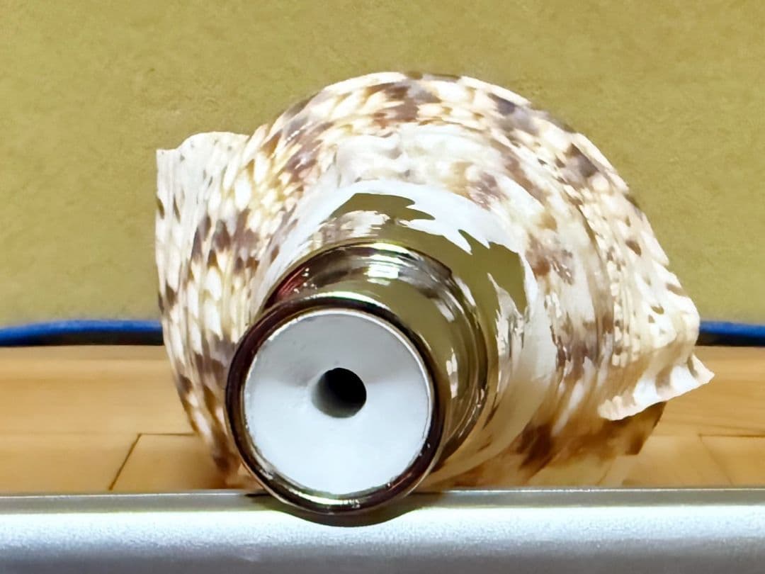 大型38㎝修験道法螺貝 山伏　密教　ほら貝　ホラガイ