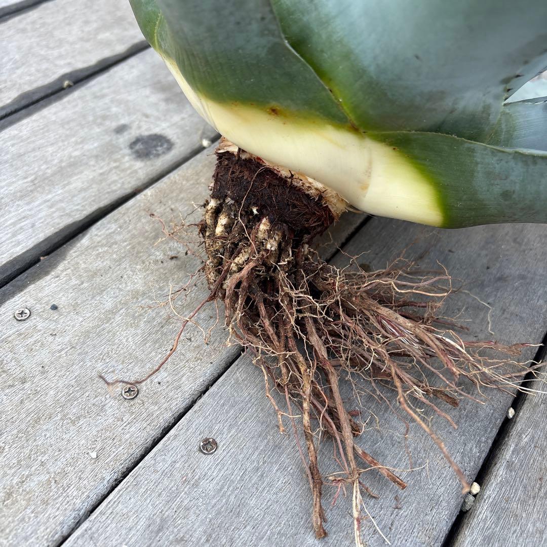 アガベ　パリー