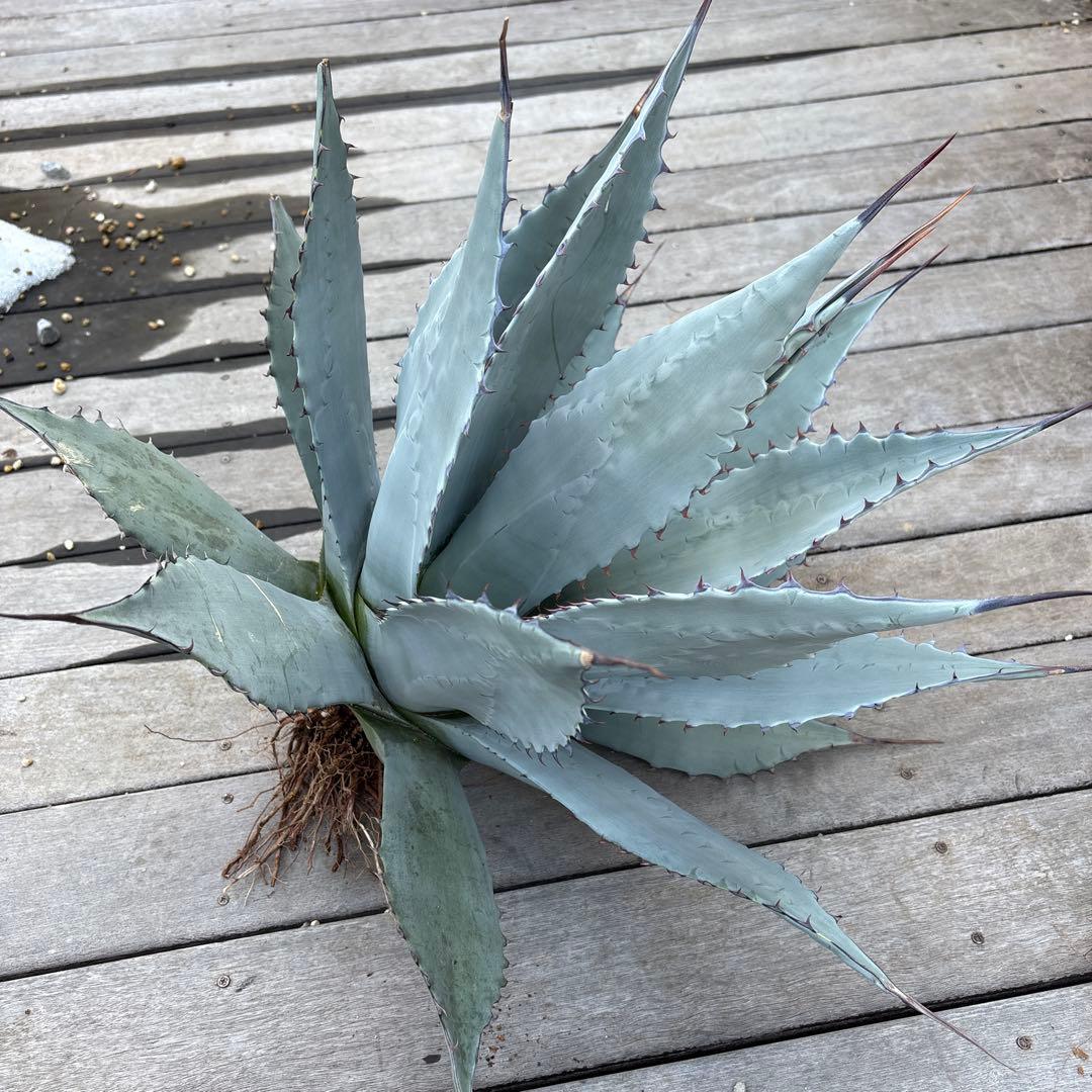 アガベ　パリー