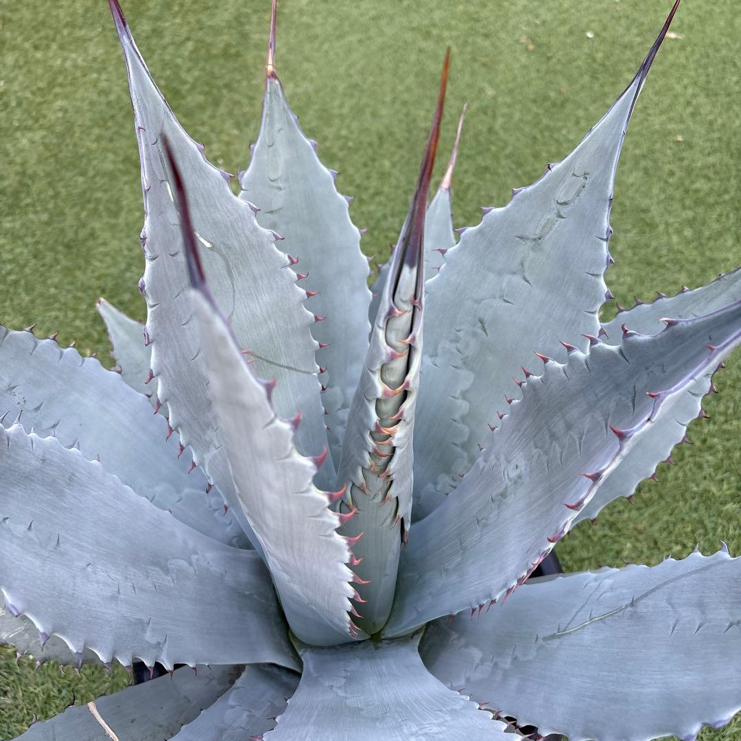 アガベ　パリー