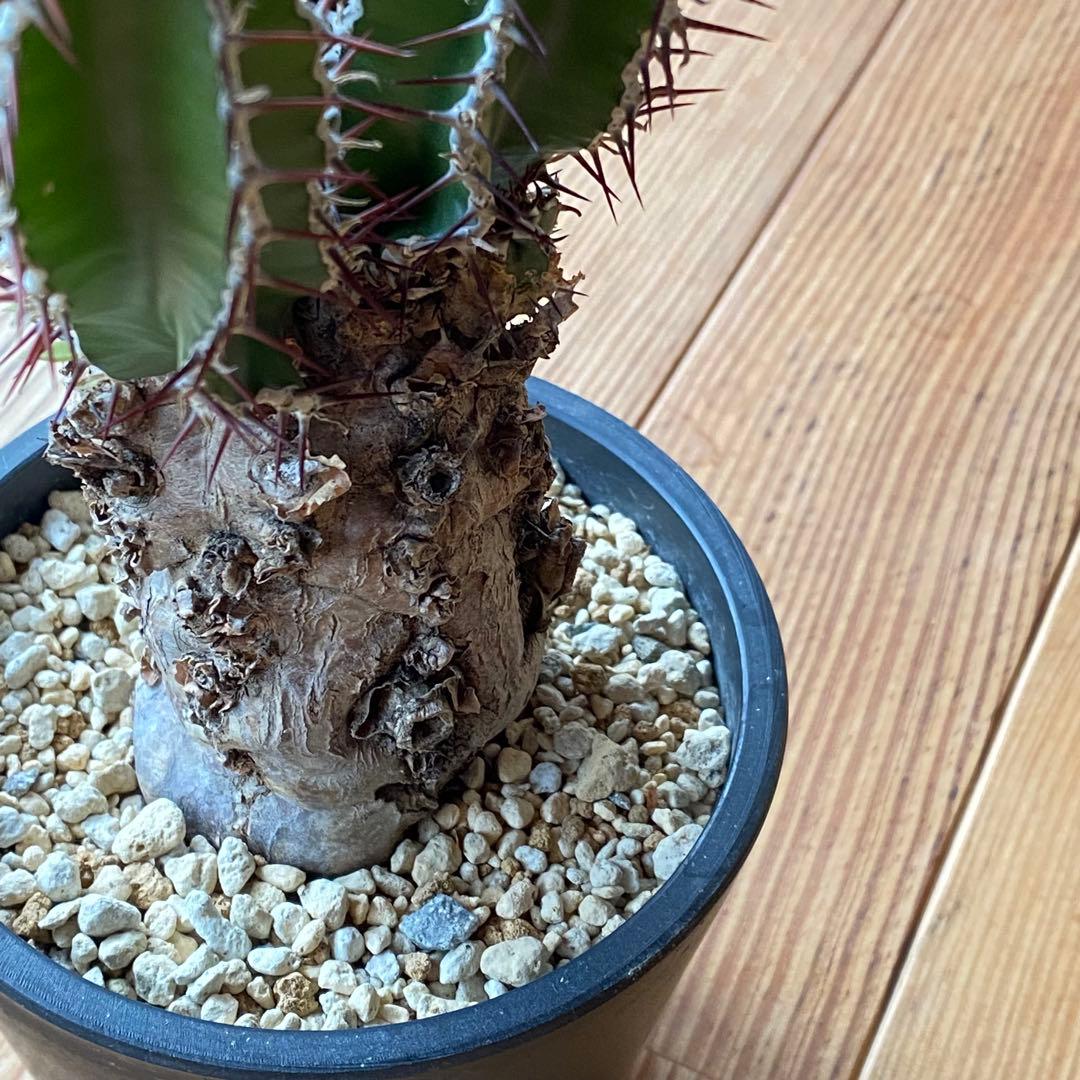 ムランジーナ 現地株