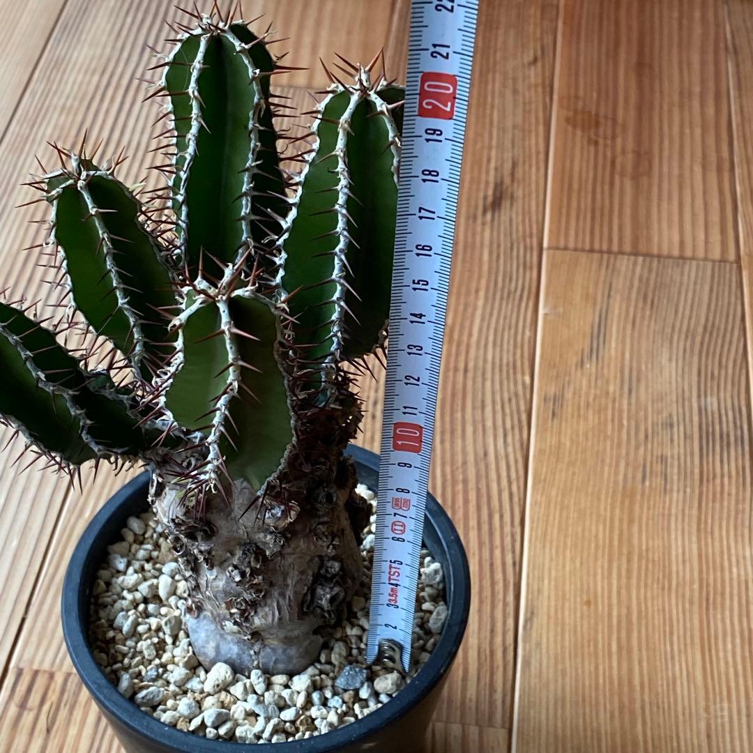 ムランジーナ 現地株