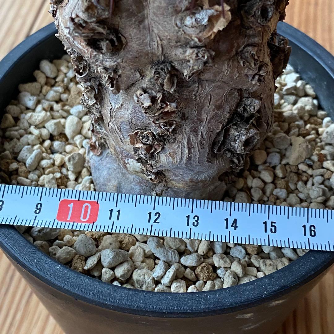 ムランジーナ 現地株