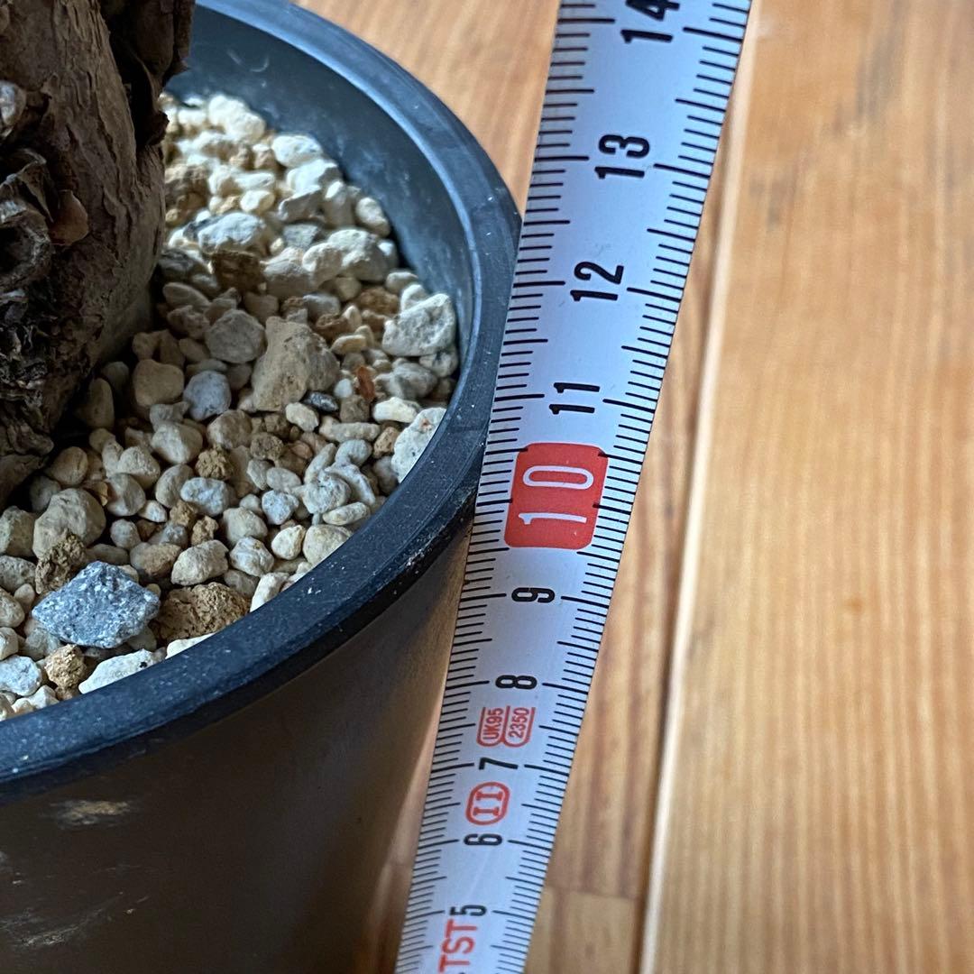 ムランジーナ 現地株