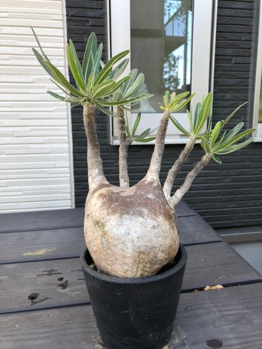 希少 パキポディウム グラキリス 現地株