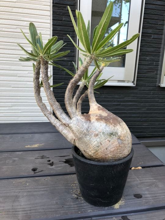 希少 パキポディウム グラキリス 現地株