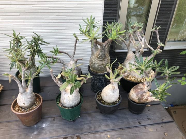 希少 パキポディウム グラキリス 現地株