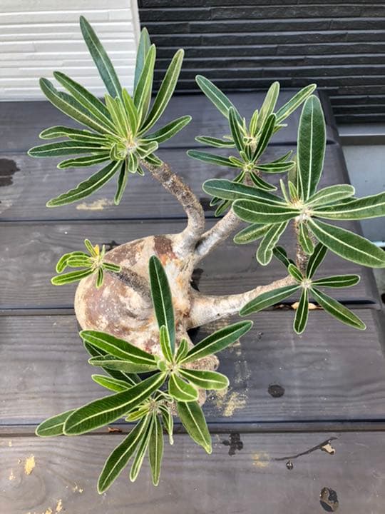 希少 パキポディウム グラキリス 現地株