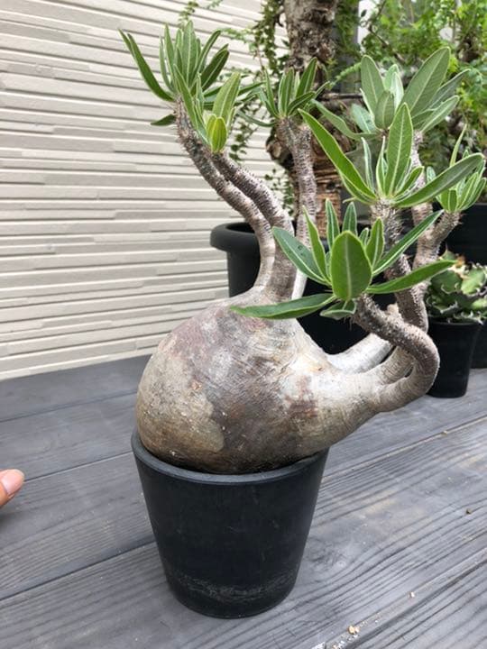 希少 パキポディウム グラキリス 現地株