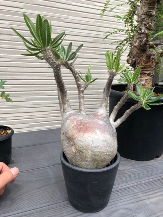 希少 パキポディウム グラキリス 現地株