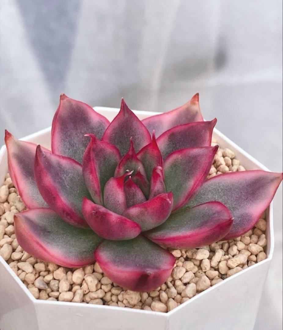 お纏め　多肉植物　❁︎ピョリャン錦　カット苗