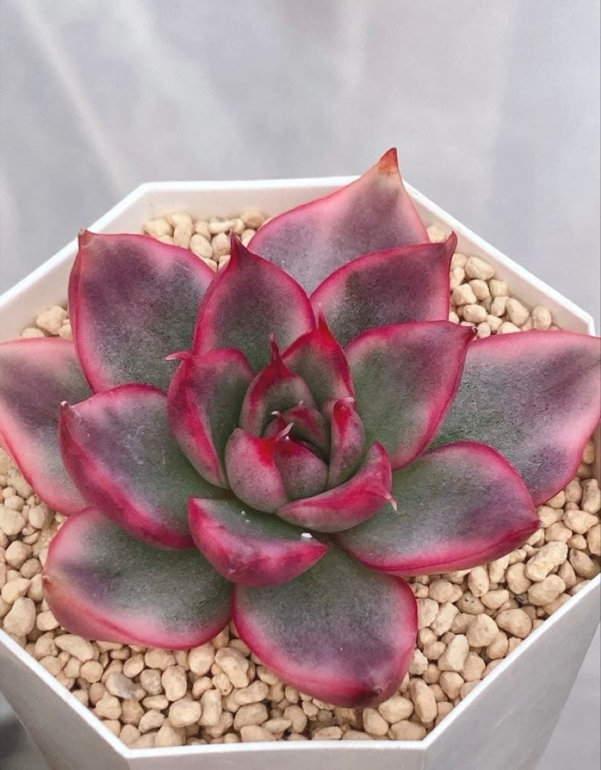 お纏め　多肉植物　❁︎ピョリャン錦　カット苗