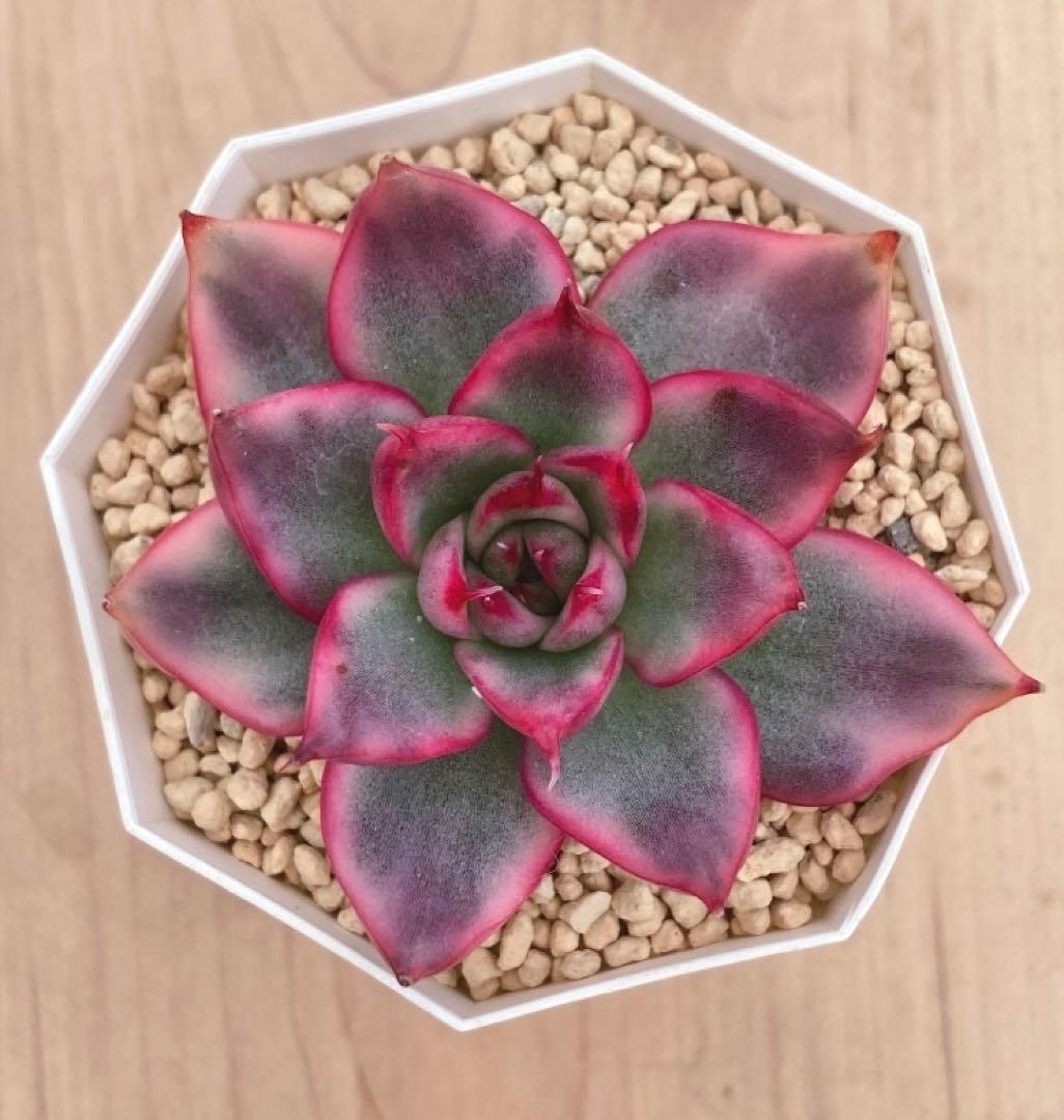 お纏め　多肉植物　❁︎ピョリャン錦　カット苗