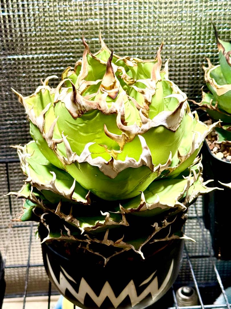 アガベ　チタノタ　シーザー大株