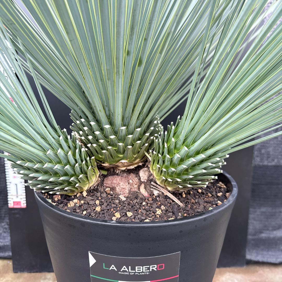 【AL1202】ユッカ　ロストラータ　ランチョブルー（品種名）４ヘッド